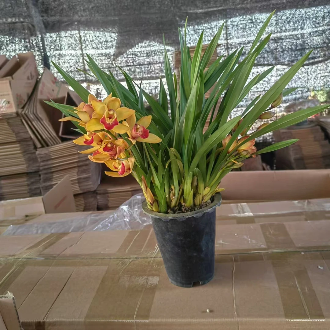 桌面款（香妃）香兰盆栽花卉