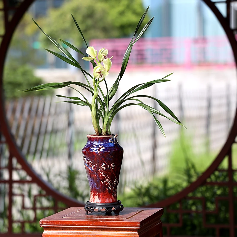 【桌面兰花盆栽】春兰状元荷细叶浓香书房盆栽绿植花卉带紫沙盆