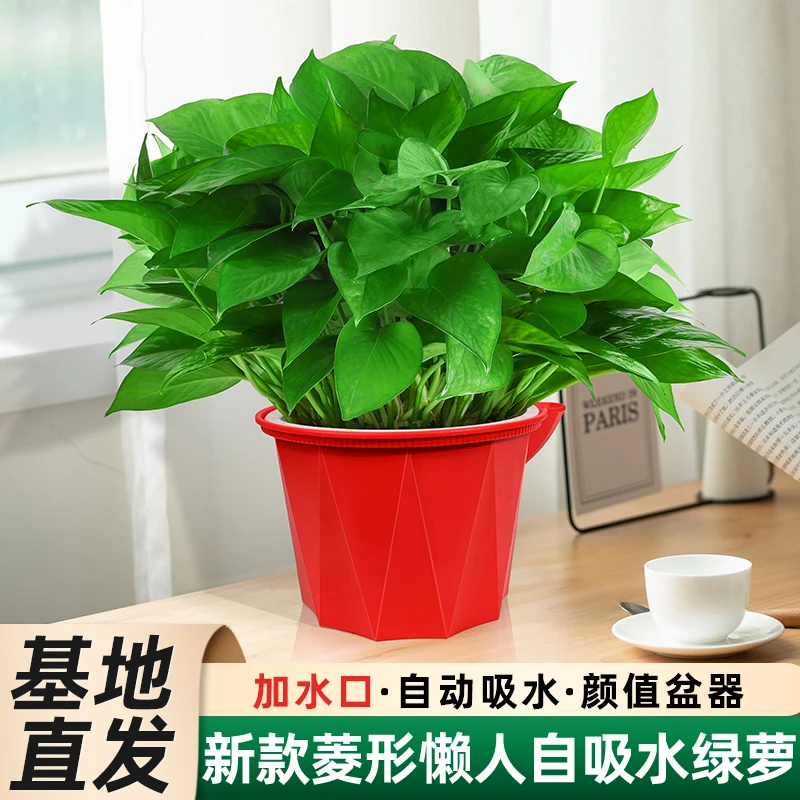 百花馨绿萝红色带加水口花盆新房除甲醛绿植盆栽室内客厅净化空气