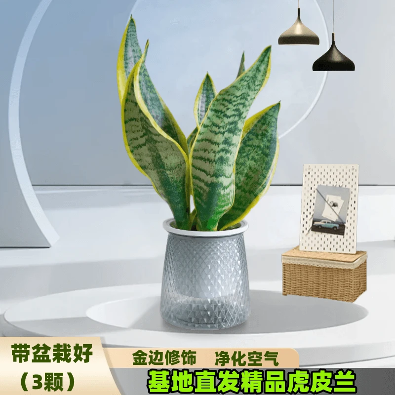 【金边虎皮兰】30cm以下百花馨室内发货盆栽花卉客厅除甲醛虎尾兰花