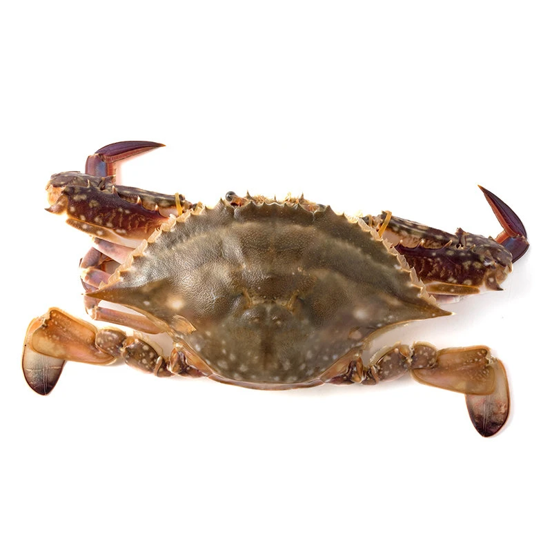 鲜活不完美の梭子蟹 约500g