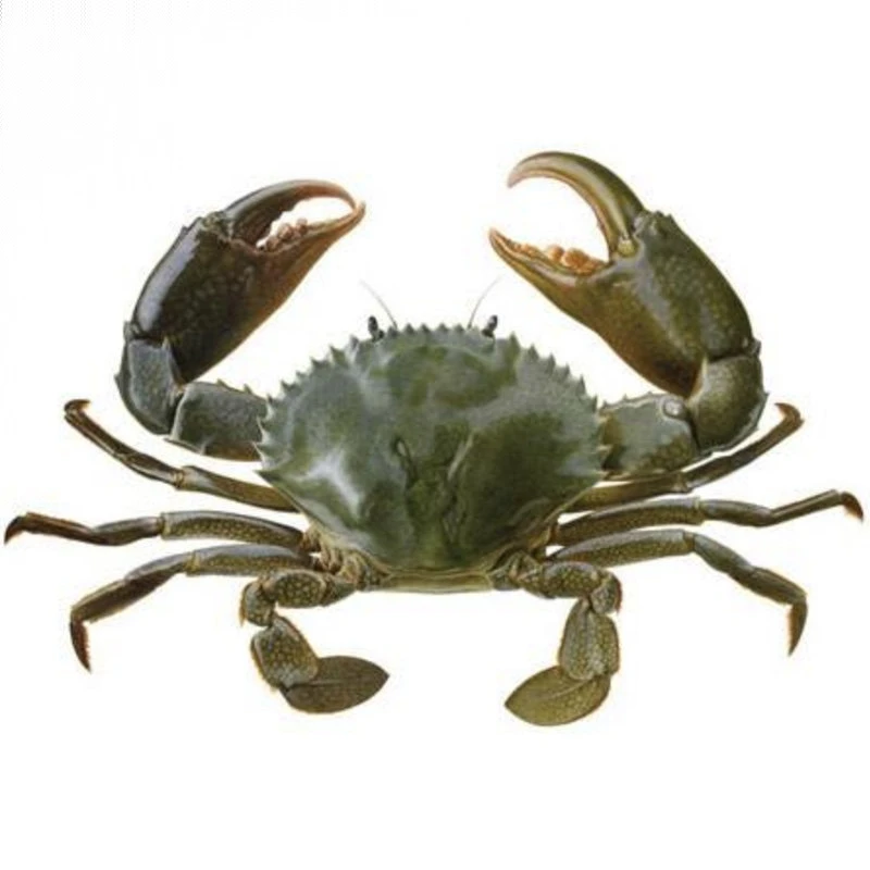 【时令鲜】鲜活进口大肉蟹1只约200g蟹同城配送海鲜