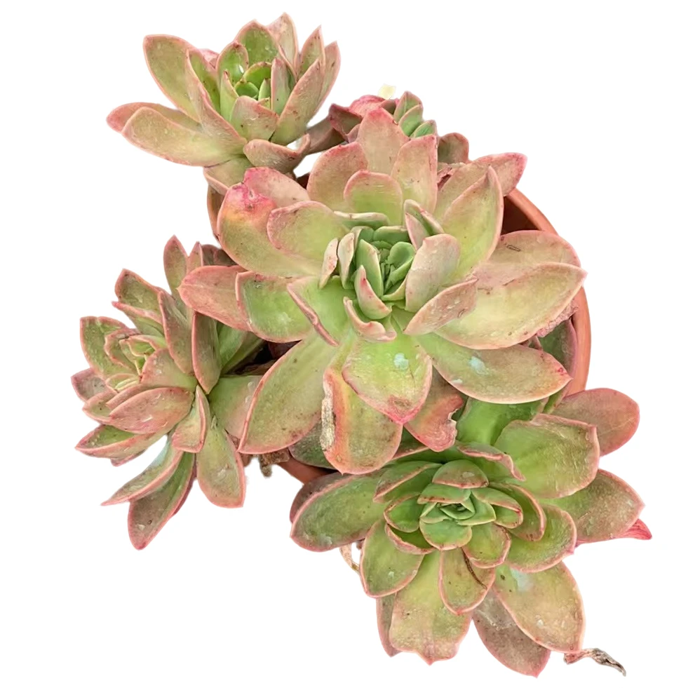 精品多肉【超大冠幅金辉】新手家庭空气净化植物