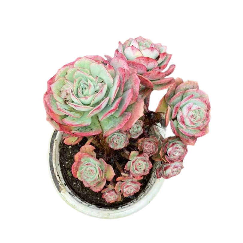 精品多肉【大冠幅克罗地亚玫瑰】新手家庭空气净化植物