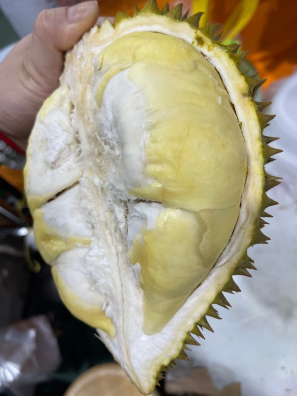 【化州  同城配送】新鲜金枕  一物一拍 （无售后款）
