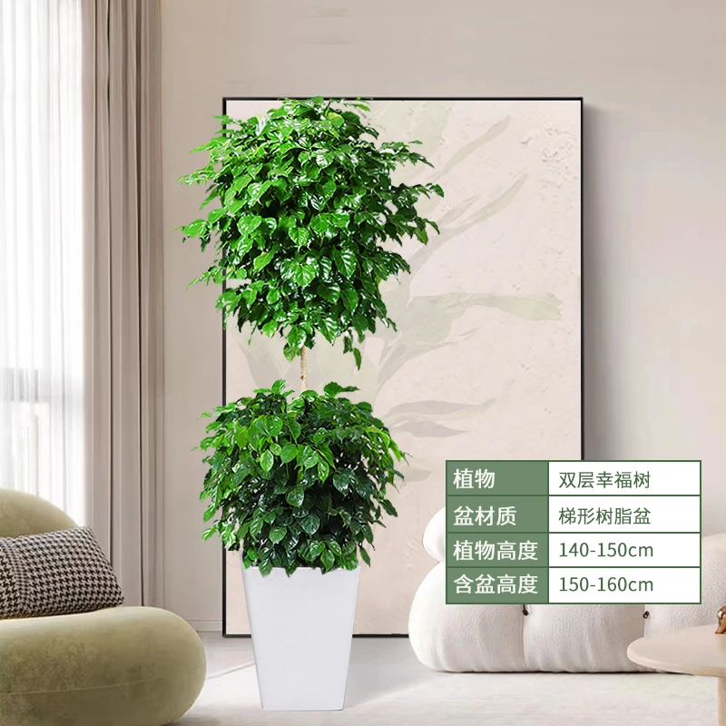 两层造型幸福树大型绿宝室内绿植盆栽净化空气花卉