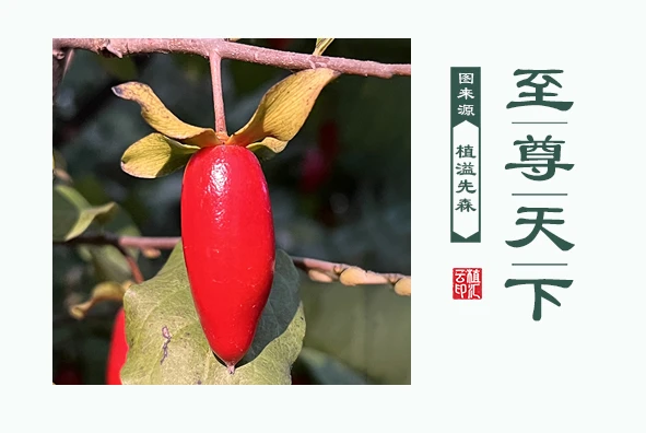 老鸦柿一物一拍，直播专用