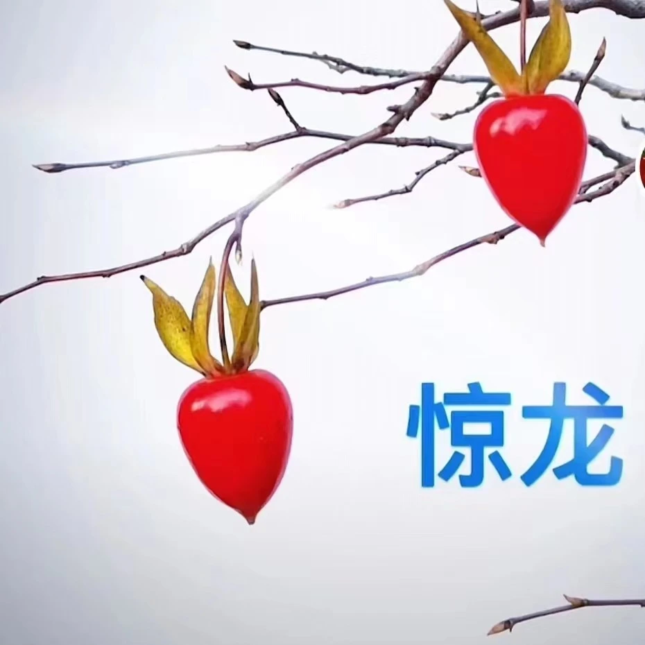 老鸦柿嫁接桩苗，一物一拍用