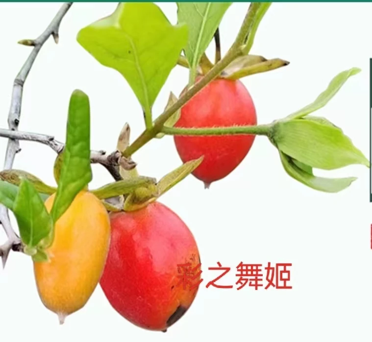 老鸦柿嫁接桩苗，一物一拍用