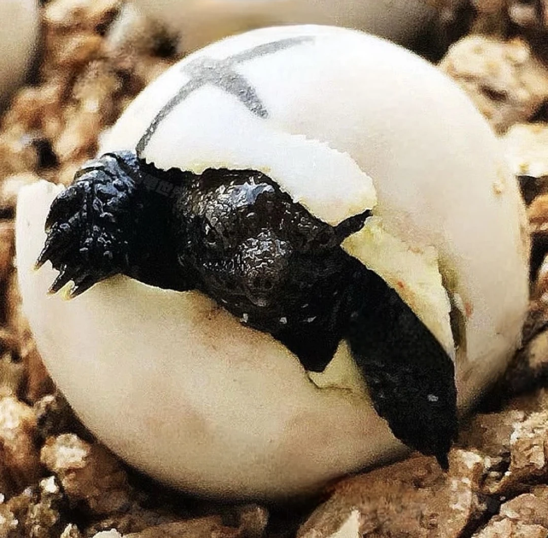 【主播严选】野配野爆刺纯佛鳄观赏龟人工养殖小乌龟宠物龟