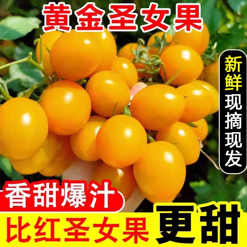 【露天自然熟】福建现摘金玲珑番茄樱桃番茄黄金圣女果黄色小番茄