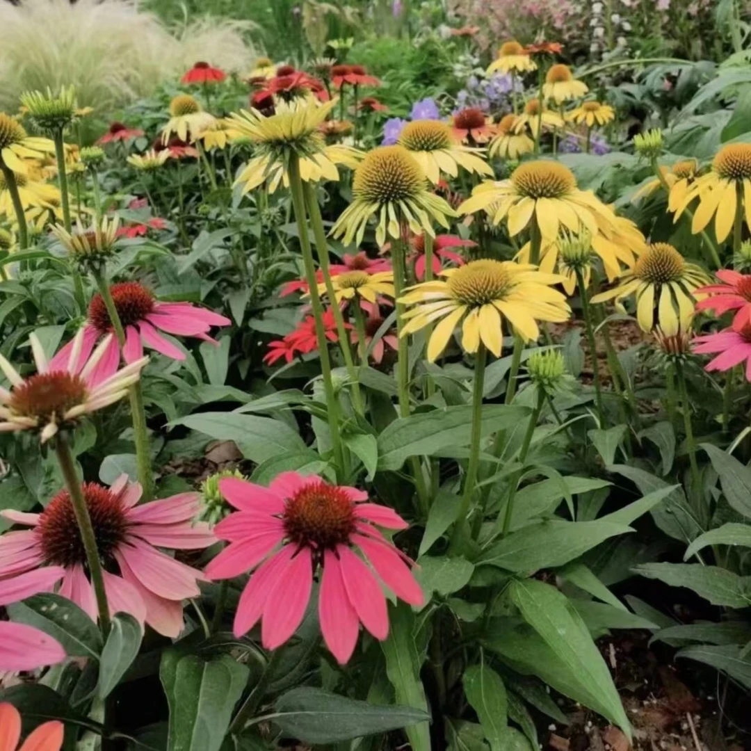 清棚进口松果菊盆栽多年生花卉好养庭院地栽花镜耐寒耐热植物盆栽