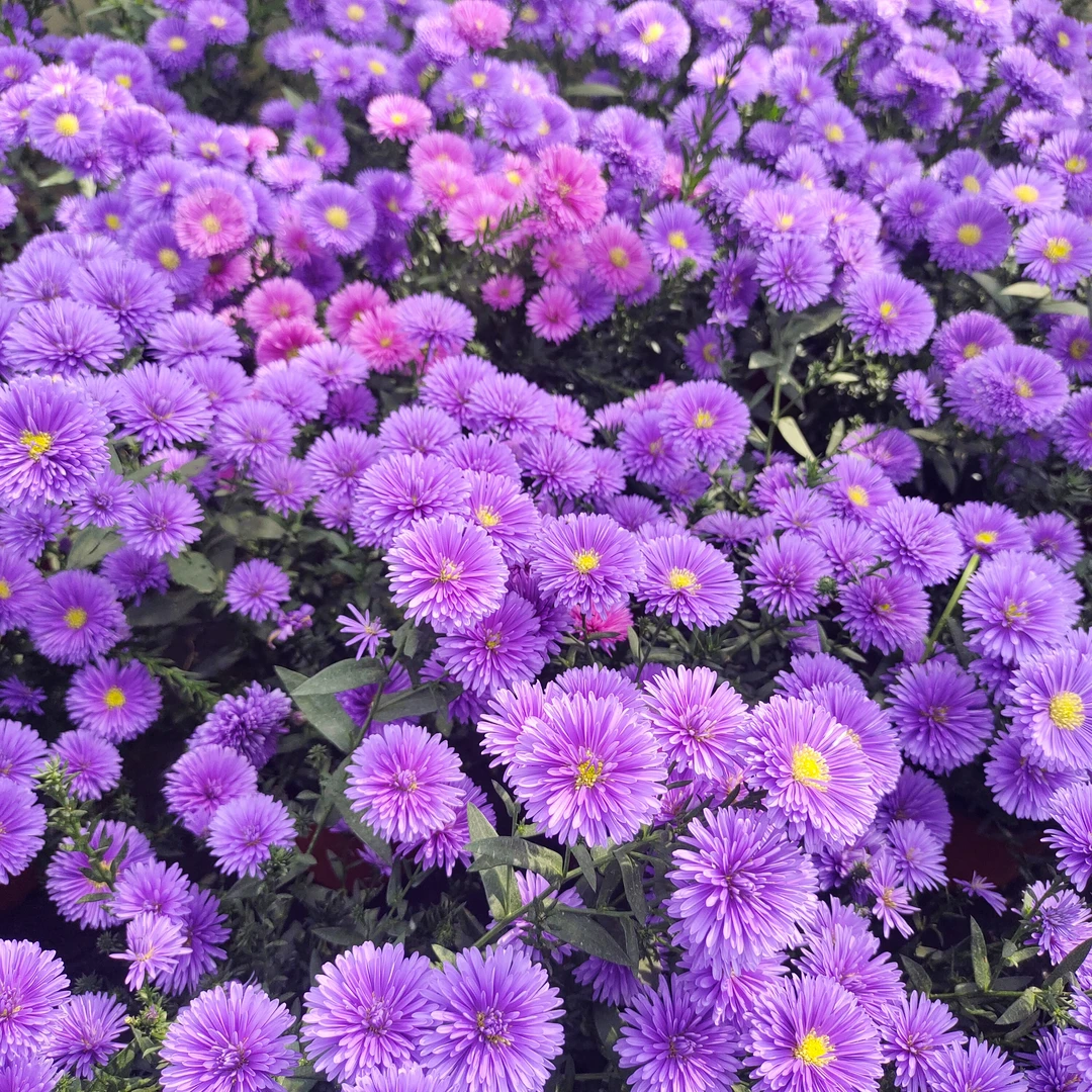 翠菊 紫菀 耐寒又耐热的紫苑 春秋花园里的蓝色精灵