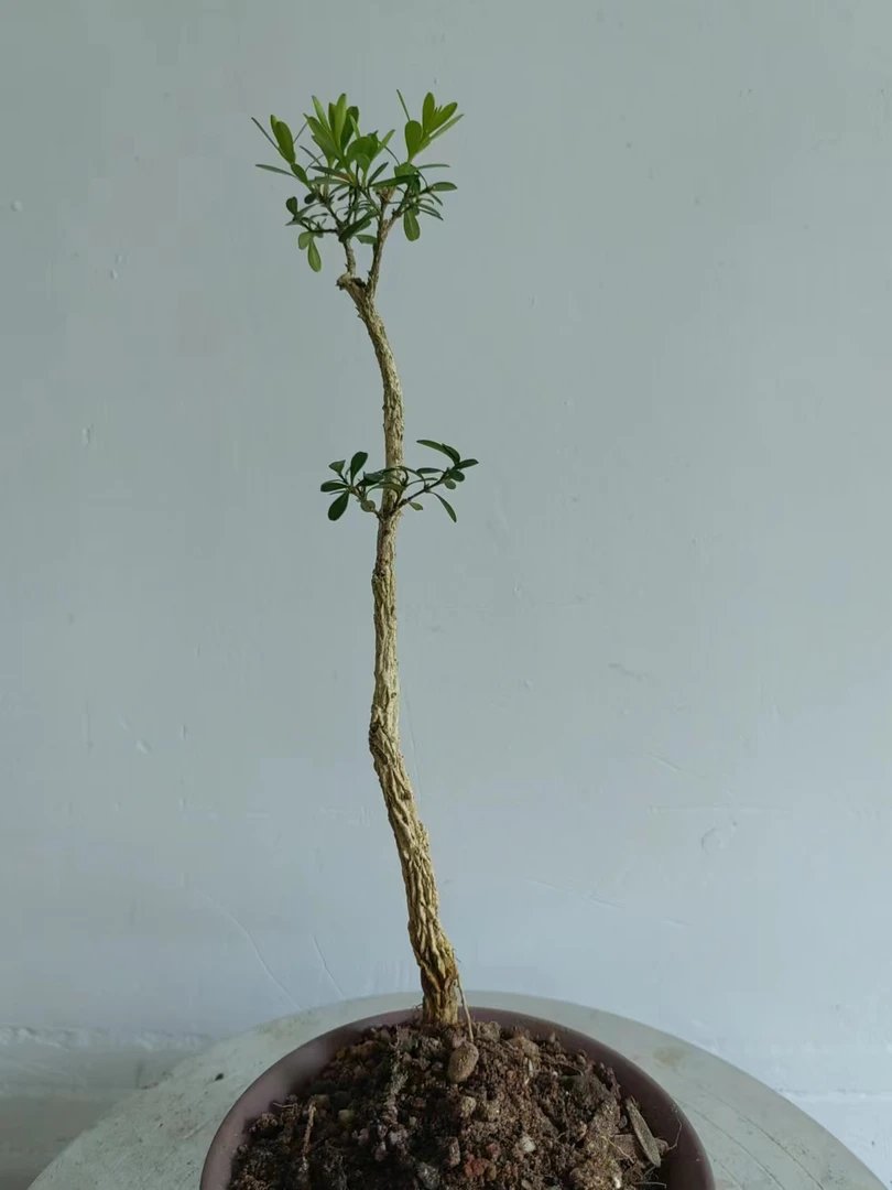 福建闽江米叶水黄杨小盆景正宗黄杨盆景老桩盆景小白皮品种