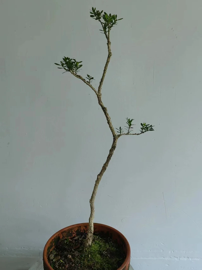 福建闽江米叶水黄杨小白皮品种绿植室内植物