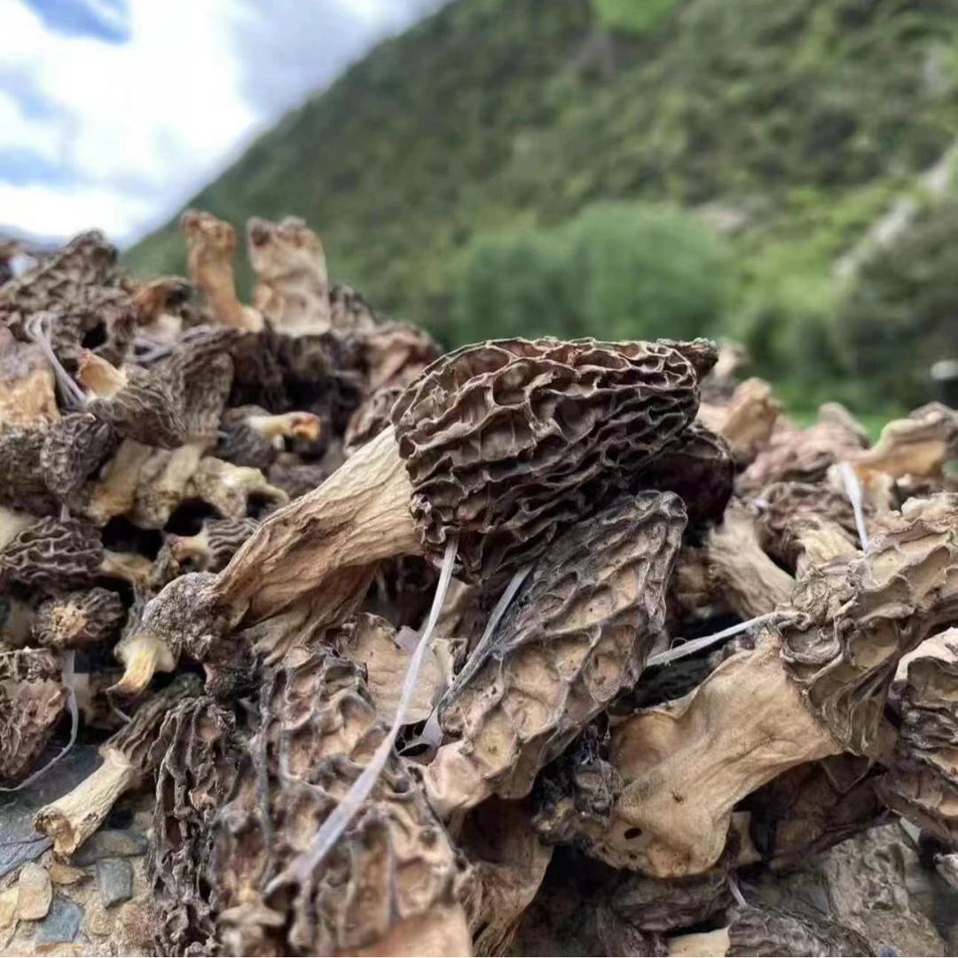 云南干野生羊肚菌
