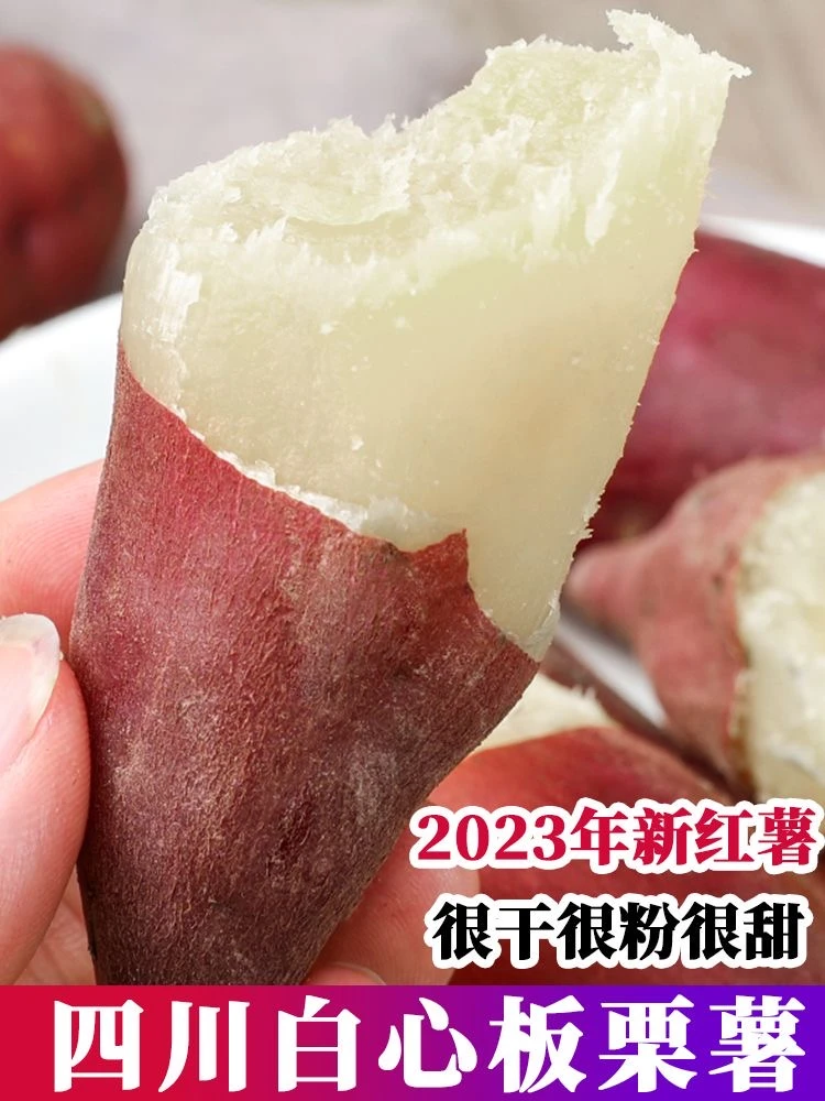 【现挖】白心板栗红薯红皮白心红薯香甜地瓜番薯沙地红薯白瓤粉糯