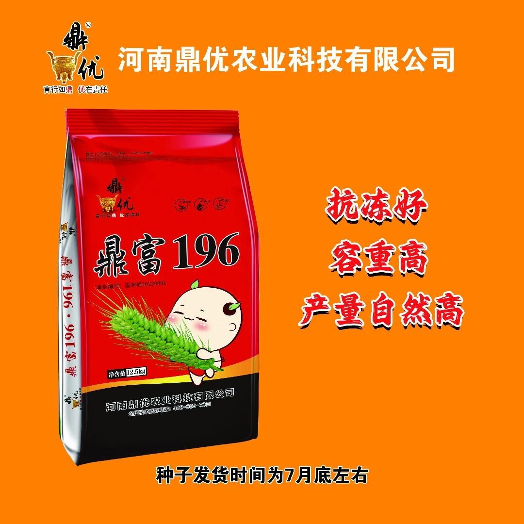 鼎优鼎富196 国审小麦品种 容重高抗性好产量高