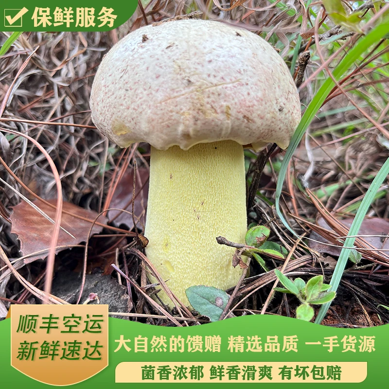 云南新鲜野生白葱牛肝菌/顺丰空运500-1000克/食用野生菌精选