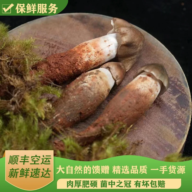 云南新鲜精选野生鸡枞菌/顺丰空运500-1000克/云南特产食用野生菌