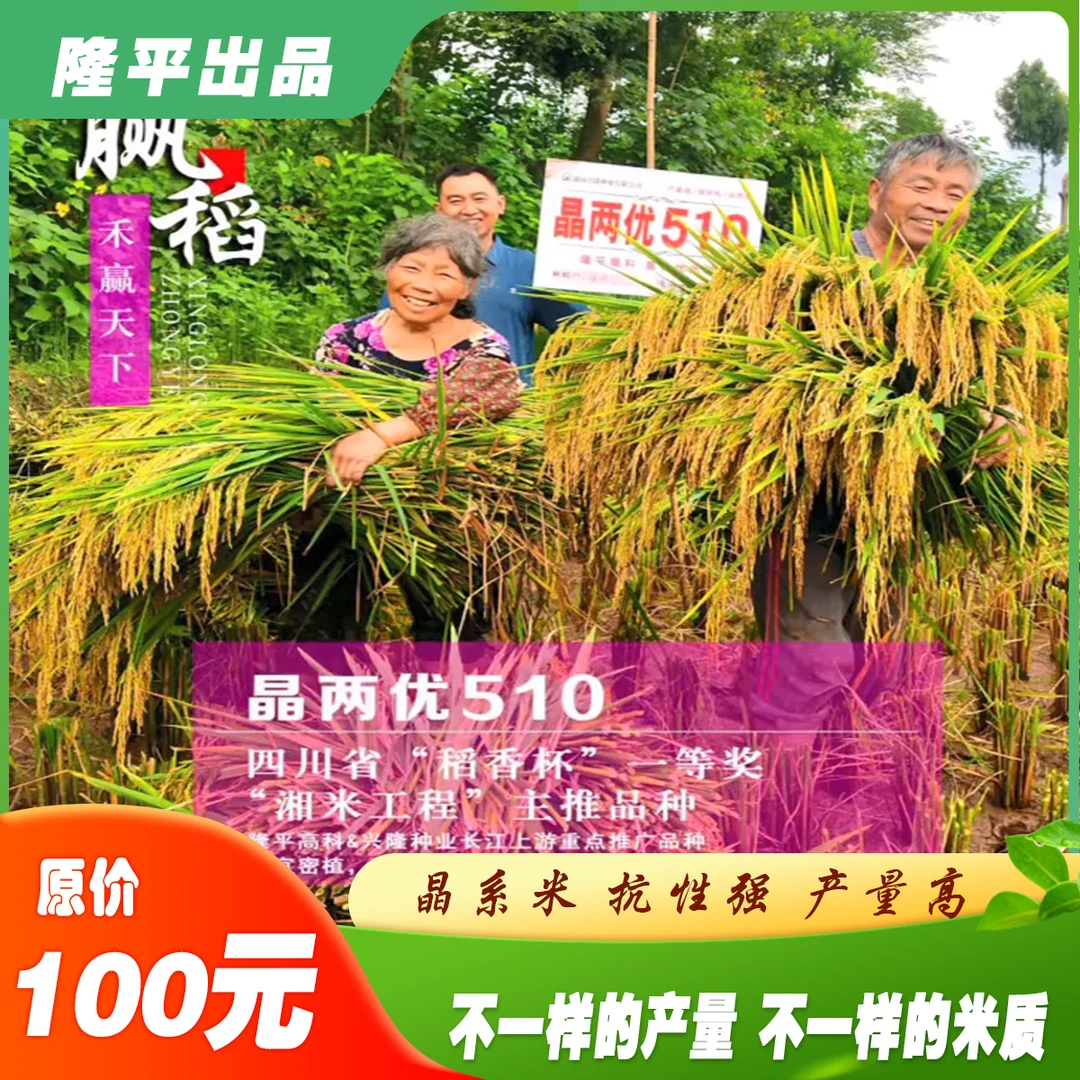 晶两优510隆平水稻高产优质水稻产量种植品种种业品种种植产量