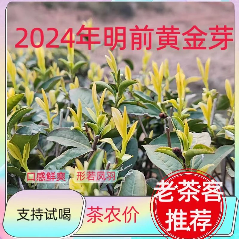 （明前口粮茶）2024年新茶高山口粮黄金芽原产地茶农价