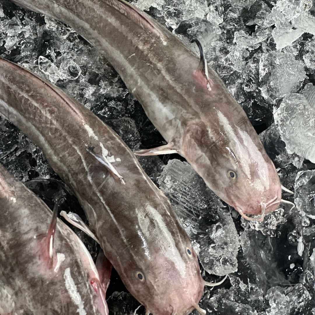 深海野生海捕沙毛鱼