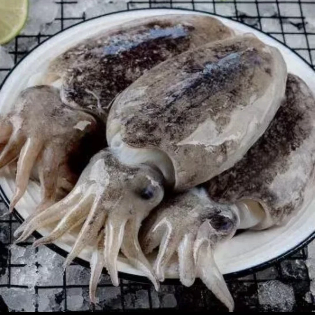 深海野生海捕墨鱼墨斗