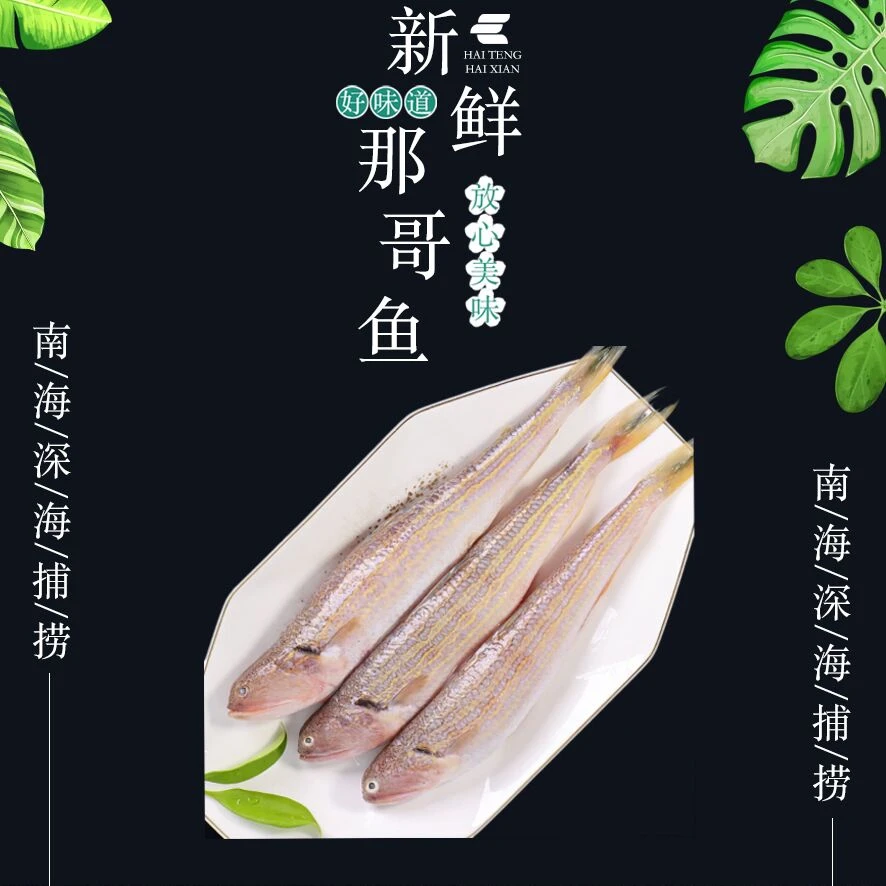 纯野生海捕那哥鱼多齿蛇鲻鱼（不包杀）