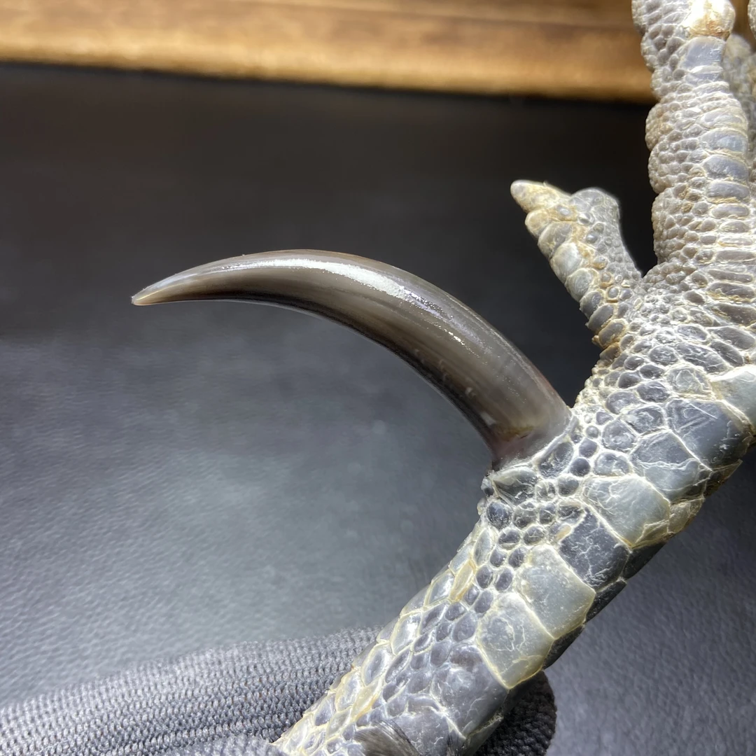 文玩鸡爪骨手把件（单只 处理好十天左右发货）