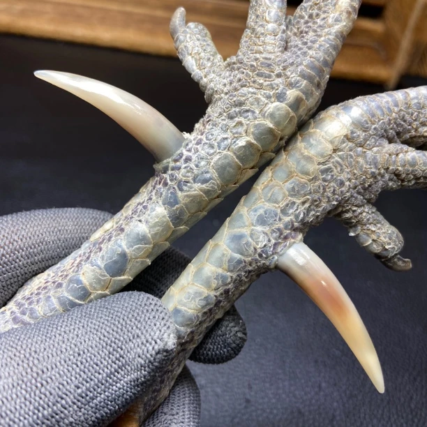文玩鸡爪骨手把件（一对乌鸡骨 处理好十天左右发货）
