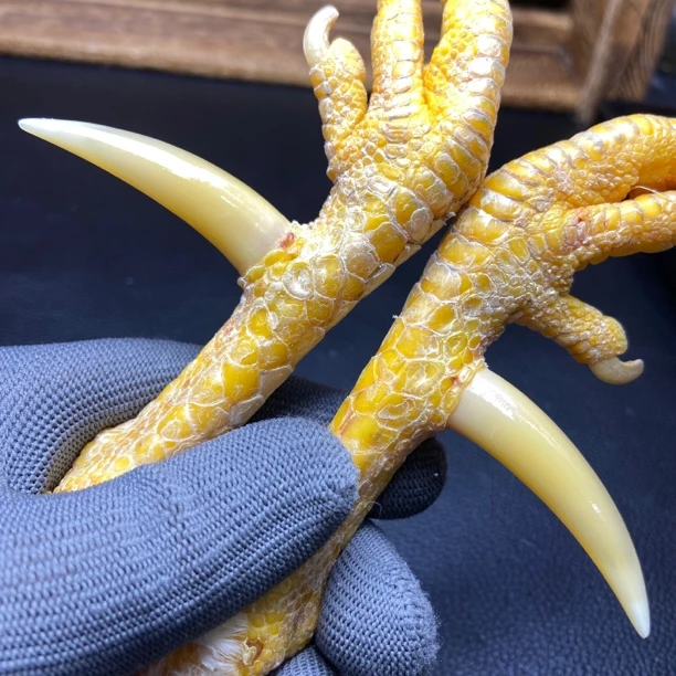 文玩鸡爪骨手把件（一对粗蹬 处理好十天左右发货）