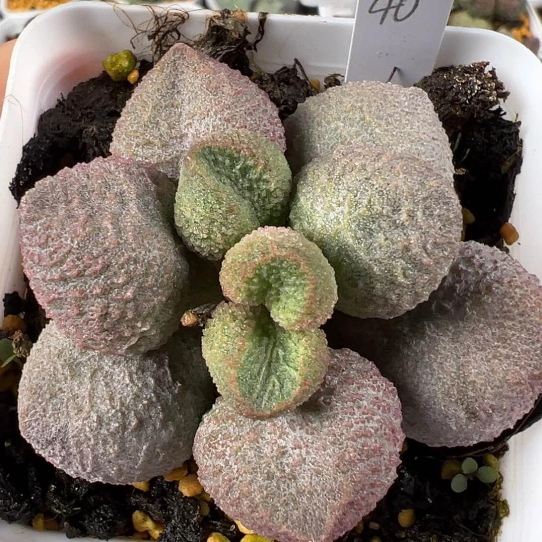 水蜜桃单头纯木质桩