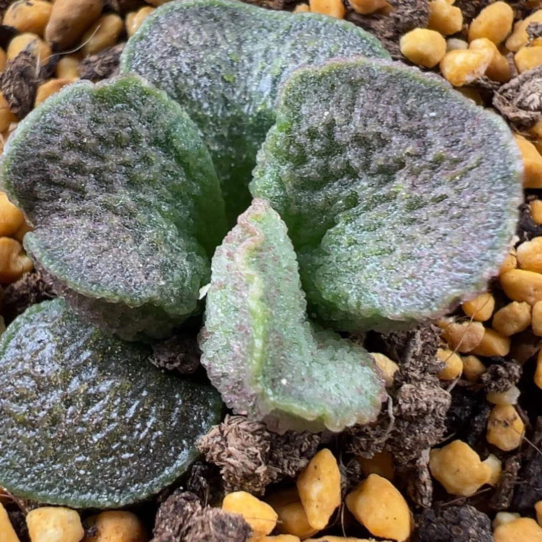 实生024-8345网格纹