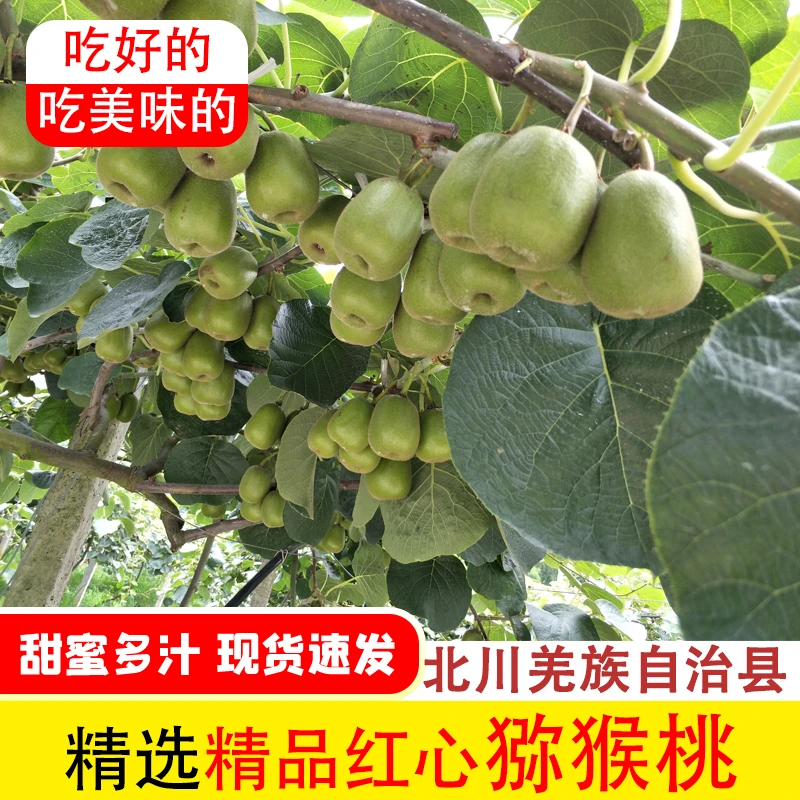 红心猕猴桃现摘现发四川北川羌族自治县自然成熟坏果包赔带箱5斤