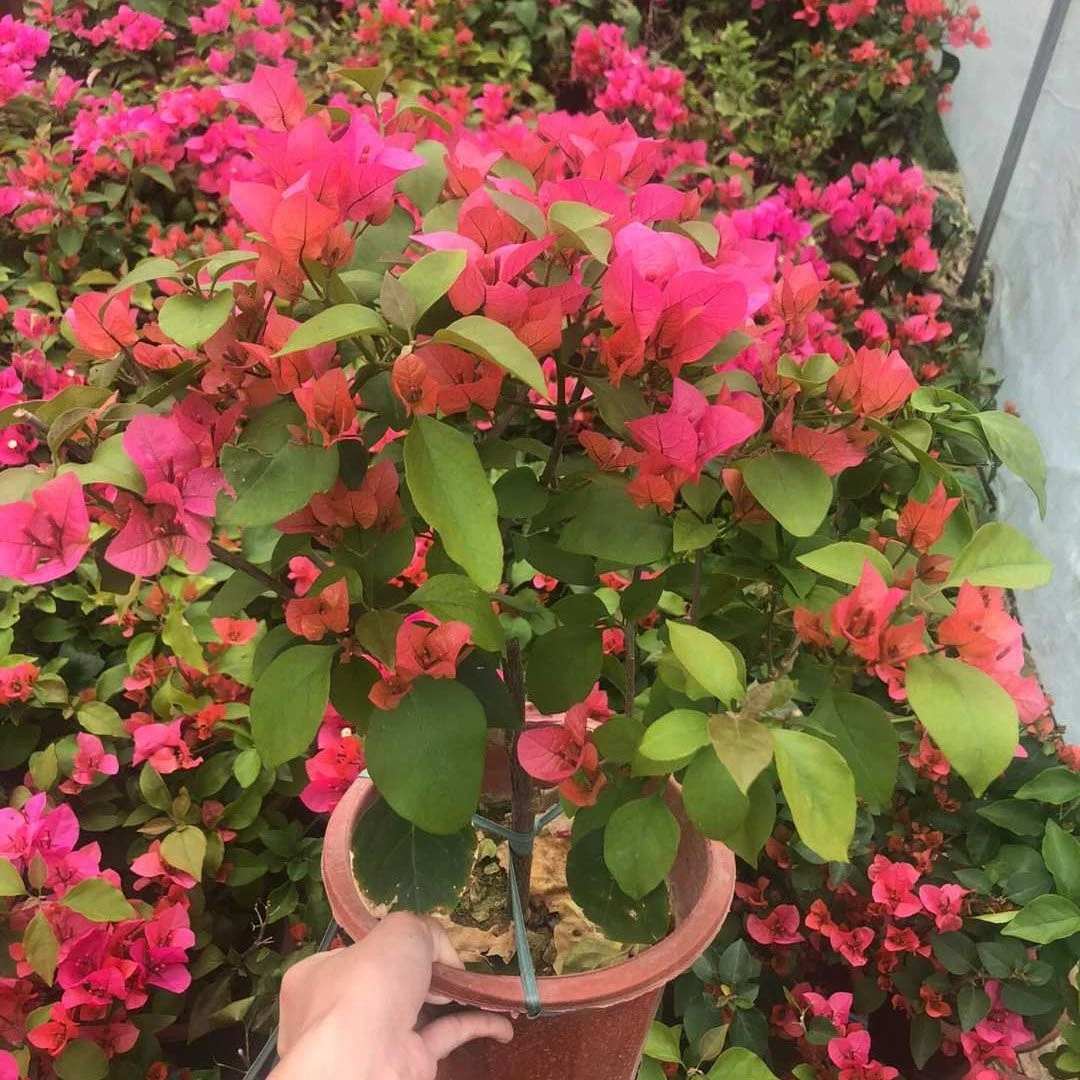 老庄三角梅盆栽大苗爬藤庭院阳台植物大盆老桩四季开花卉勤花