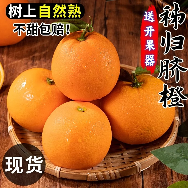 正宗江西赣南脐橙橙子正宗脐橙江西赣州冰糖江西赣南赣州新鲜脐橙