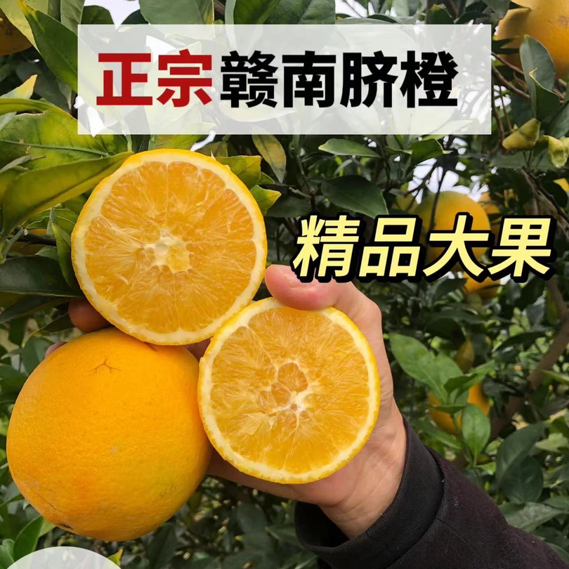 赣南脐橙果园直发江西脐橙赣南新鲜天然香甜爆汁江西脐橙产地直发