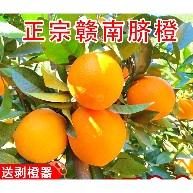 正宗江西脐橙赣南脐橙江西新鲜赣南脐橙橙子江西赣南赣州正宗脐橙