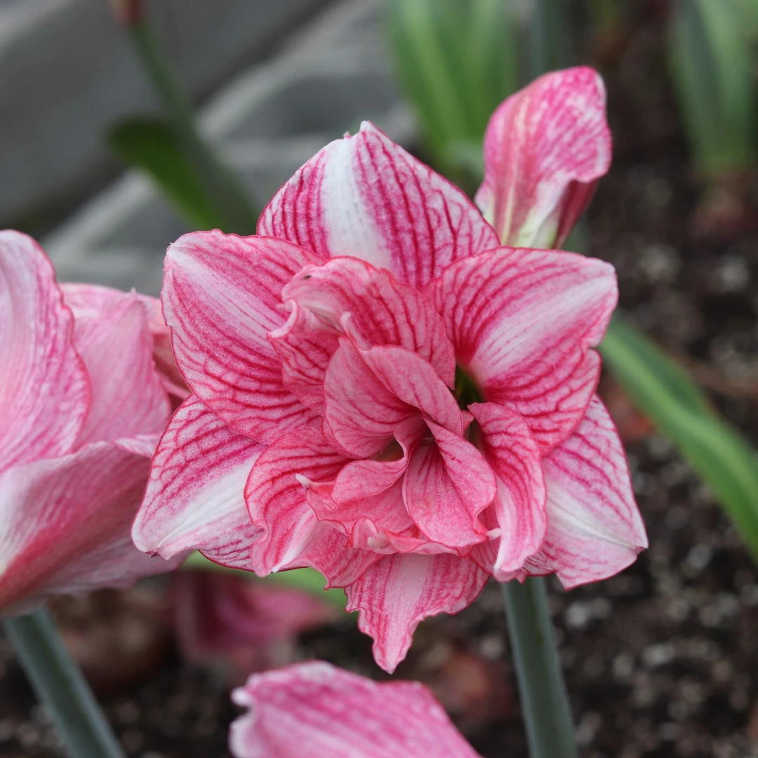 路风 朱顶红种球  热恋 辰父杂交 白肋重瓣