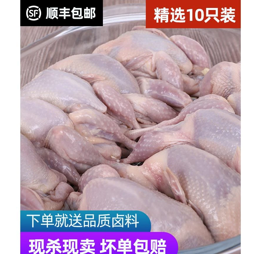 【10只装 顺丰包邮】大号母鹌鹑肉 新鲜生鲜原生态环境，自然生长