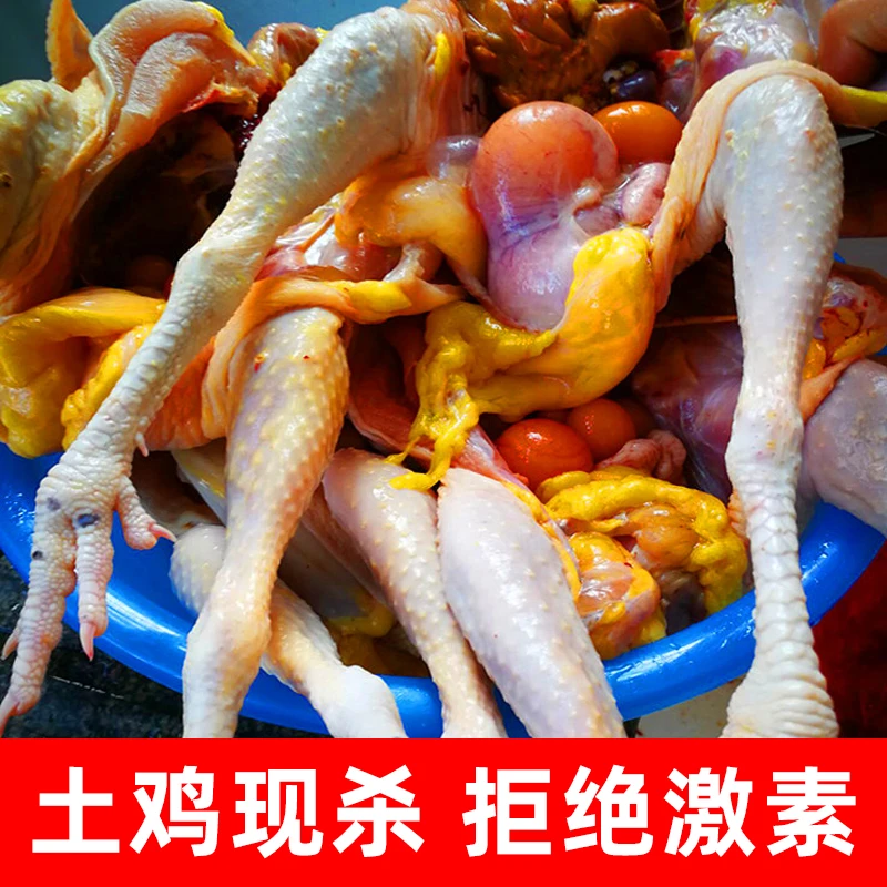 现杀老母鸡土鸡农家散养下蛋鸡老母土鸡走地鸡跑山鸡散养土鸡乌鸡