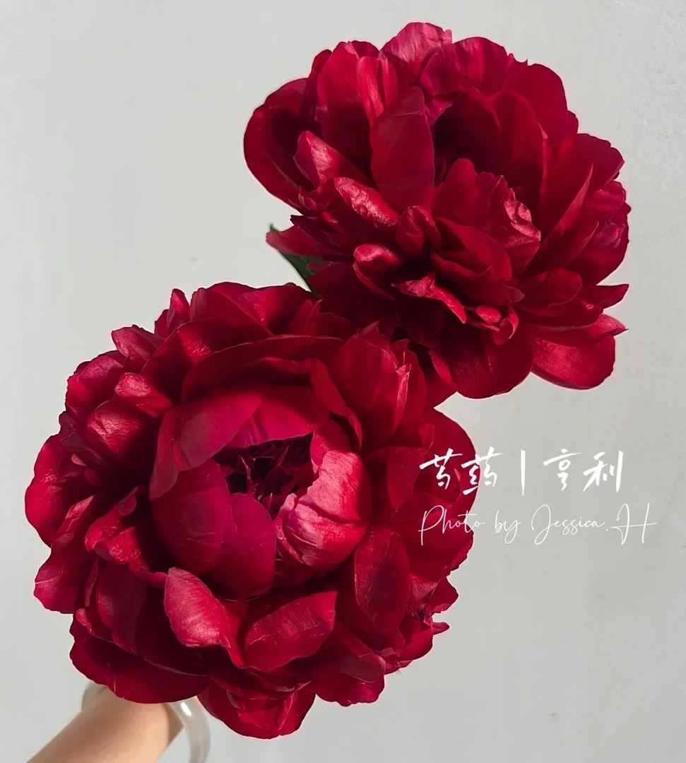 芍药裸根苗 亨利博克(秋季发货)