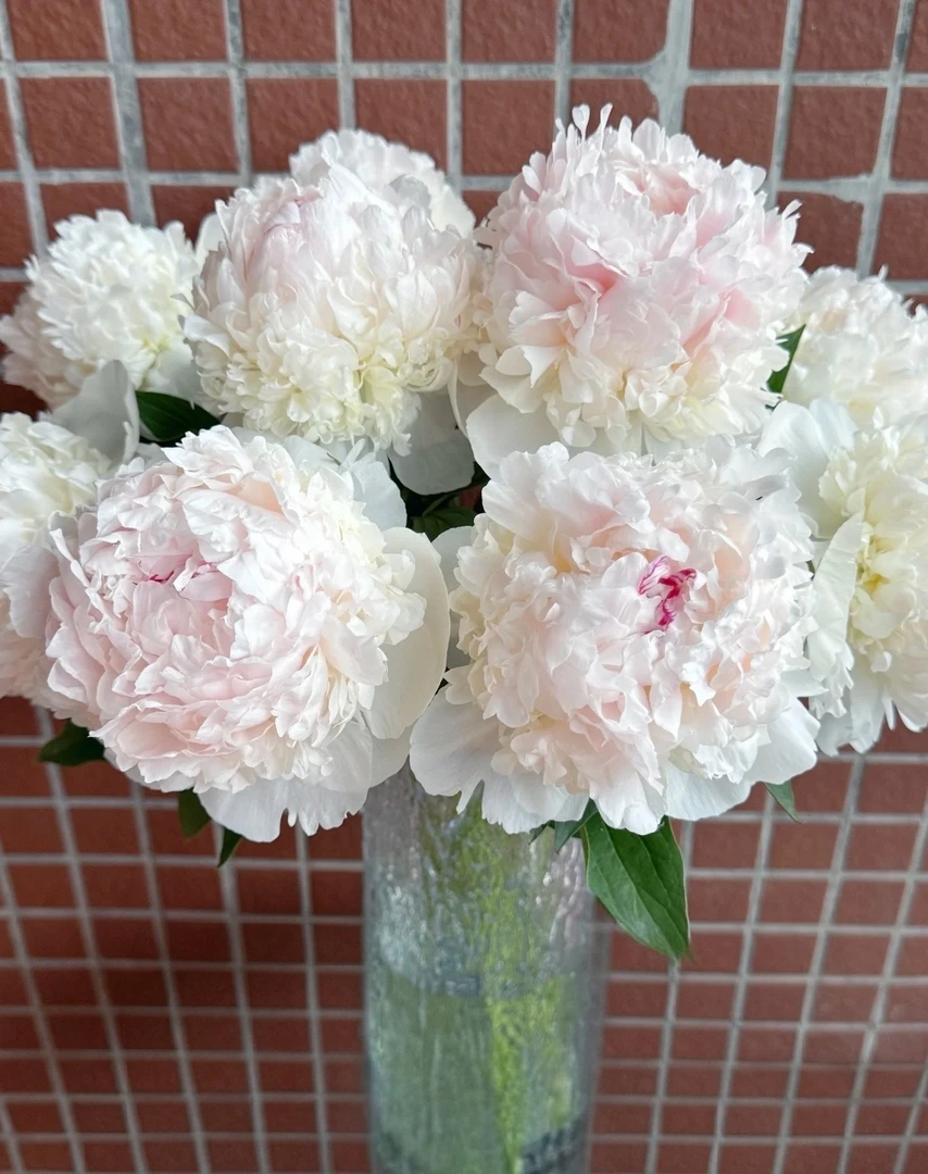 芍药裸根苗 委内维尔夫人（秋季发货）