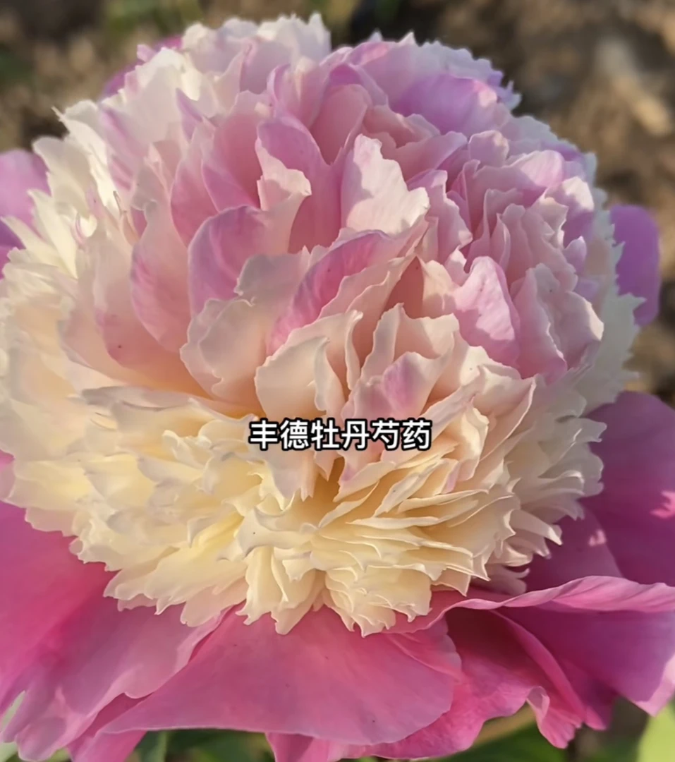 芍药裸根苗 草莓冰淇淋 秋季发货