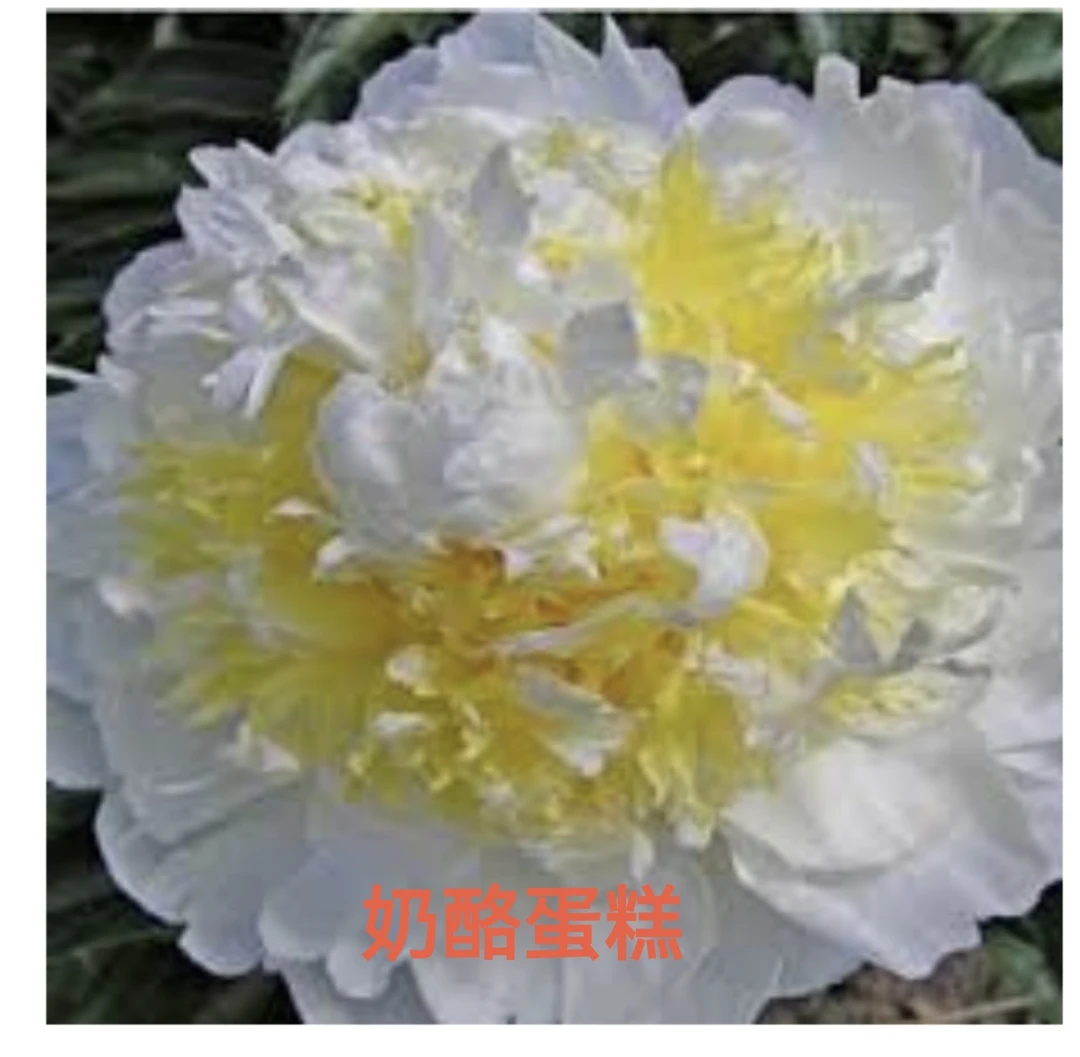 芍药裸根苗 奶酪蛋糕 秋季发货