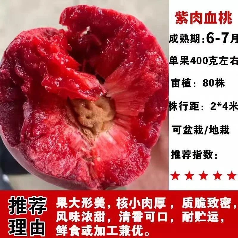 特大嫁接血桃树苗果苗当年结果产量高口感脆甜南方北方种植
