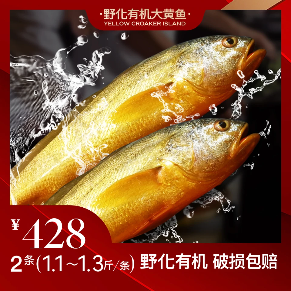 黄鱼岛【深海野化大黄鱼1.1-1.3斤/条】现捕现捞 新鲜发货 不鲜包赔