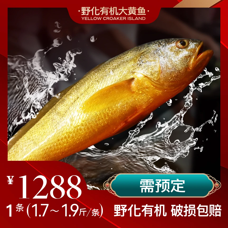 黄鱼岛【深海野化大黄鱼】（1.7-1.9斤/条）现捕现捞 新鲜发货