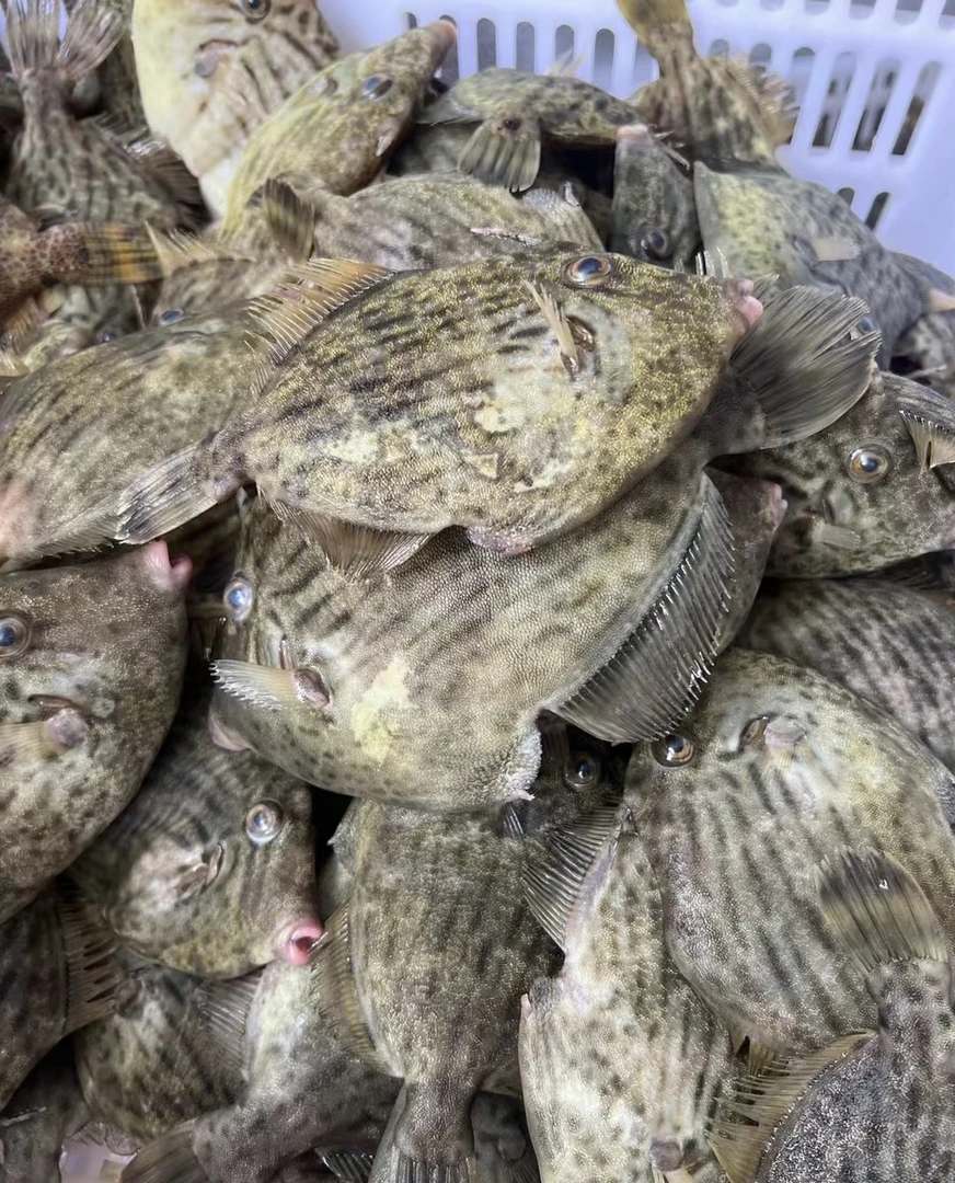 广东汕尾本港圆迪 花迪